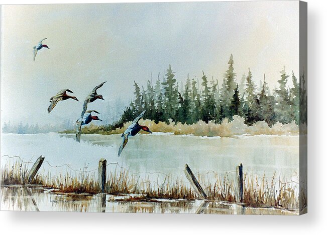 Landscape With Ducks Acrylic Print featuring the painting Canvasbacks Over Lake Earl by Lynne Parker