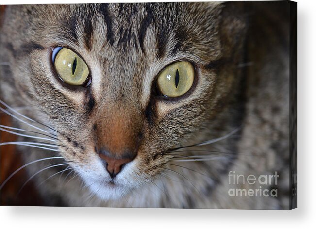 Cat Acrylic Print featuring the photograph Cat Eyes by Jeanne Woods