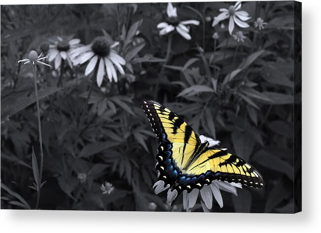 Butterfly Yellow Swallowtail Acrylic Print featuring the photograph Dance in the Garden by Don Spenner