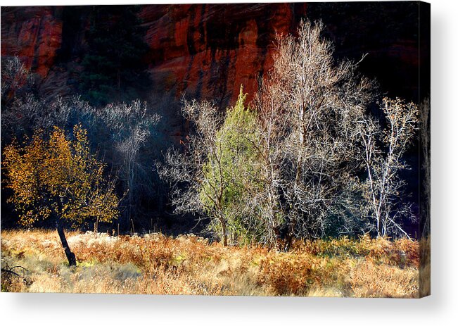 Tree Acrylic Print featuring the photograph Dance of Trees by Peter Cutler
