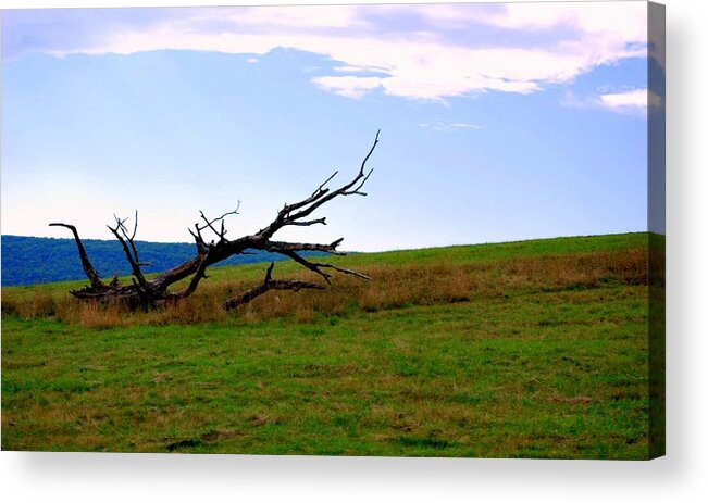 Tree Acrylic Print featuring the photograph Dead Tree by Mary Beth Landis