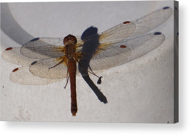 Bugs Acrylic Print featuring the photograph Dragonfly Sees Itself Shadowed II by Ronda Broatch