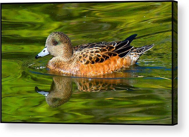 Duck Acrylic Print featuring the photograph Young Female Mallard Duck by Ginger Wakem
