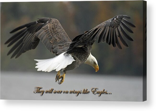 Bird Acrylic Print featuring the photograph Eagle 2 by Deb Henman