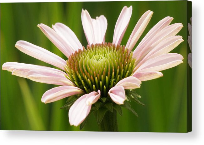 Purple Coneflower Acrylic Print featuring the photograph Echinacea Flower Unfolds Closeup by Robert E Alter Reflections of Infinity