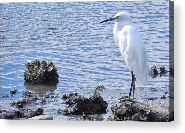 Great Egret Acrylic Print featuring the photograph Egret Standing Perfectly Still by Patricia Greer