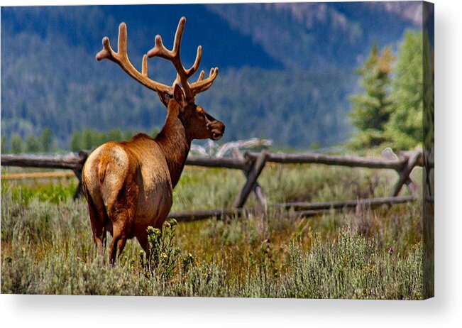 Wyoming Acrylic Print featuring the photograph Elk in July by Russ Harris