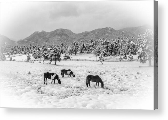 Estes Park Acrylic Print featuring the photograph Estes Park Spring Snow BW by David Dedman