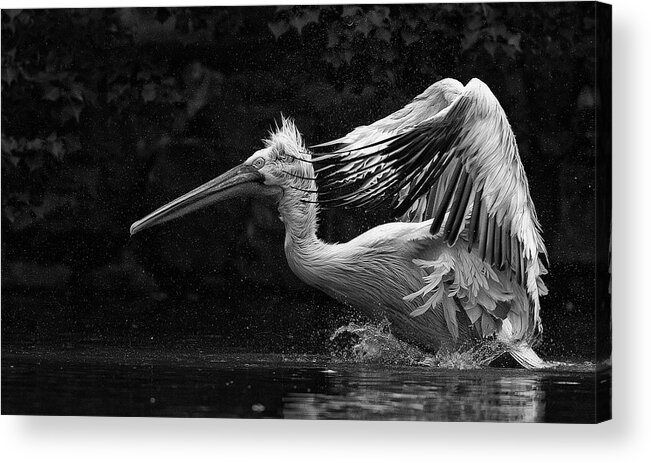 Bw Acrylic Print featuring the photograph Folded Wings by C.s. Tjandra