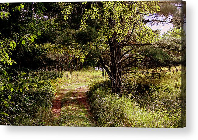 Landscape Framed Prints Acrylic Print featuring the photograph Forgotten Road by Tam Graff