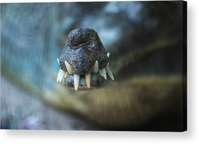 Sharp Acrylic Print featuring the photograph Gharial Crocodile by Yeshi Zangpo