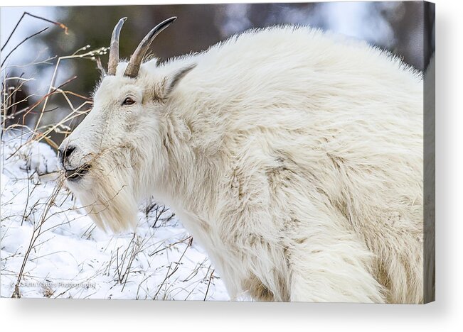 Mountain Goat Acrylic Print featuring the photograph Goat On The Mountain by Yeates Photography