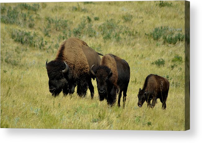 Dakota Acrylic Print featuring the photograph Grazing Buffalo by Greni Graph