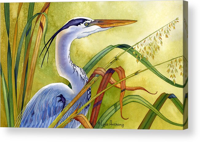 Watercolor Acrylic Print featuring the painting Great Blue Heron by Lyse Anthony