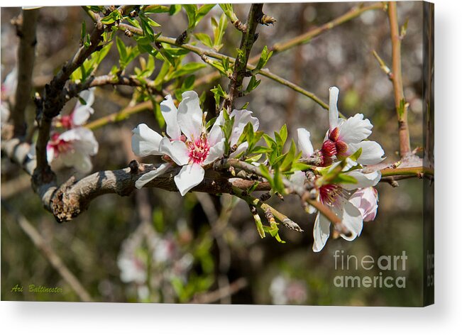 Food Acrylic Print featuring the photograph Here comes spring 16 by Arik Baltinester