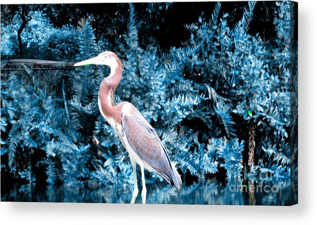 Nature Acrylic Print featuring the photograph Heron in Blue by Oksana Semenchenko