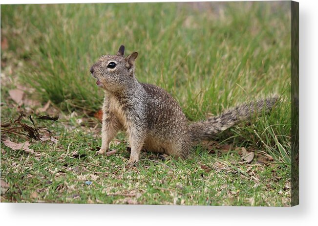 Ground Acrylic Print featuring the photograph Hey There by Christy Pooschke