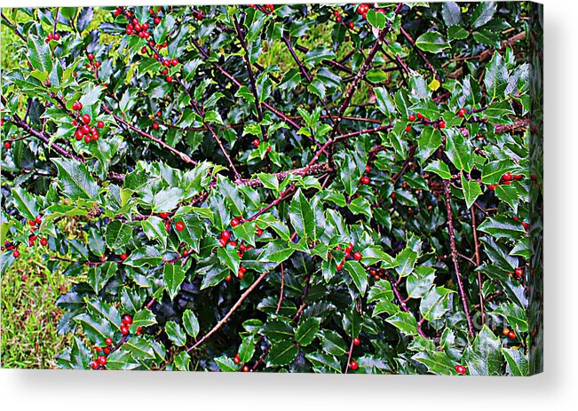 Holly Bush Acrylic Print featuring the photograph Holly Bush - by Barbara A Griffin