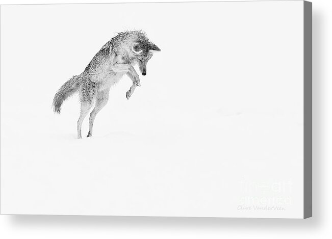 Coyote Acrylic Print featuring the photograph Leap by Clare VanderVeen