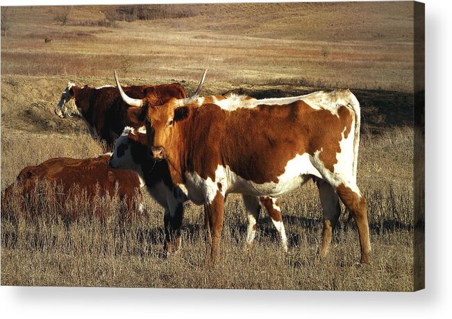 Cow Acrylic Print featuring the photograph Longhorn in Winter Pasture by Ann Powell