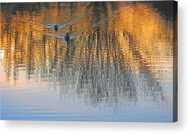 Mallard Dicks Water Reflection Water Pacific Northwest Washington Olympic Peninsula Acrylic Print featuring the photograph Mallard Pair at Kah Tai Lagoon by Laurie Stewart