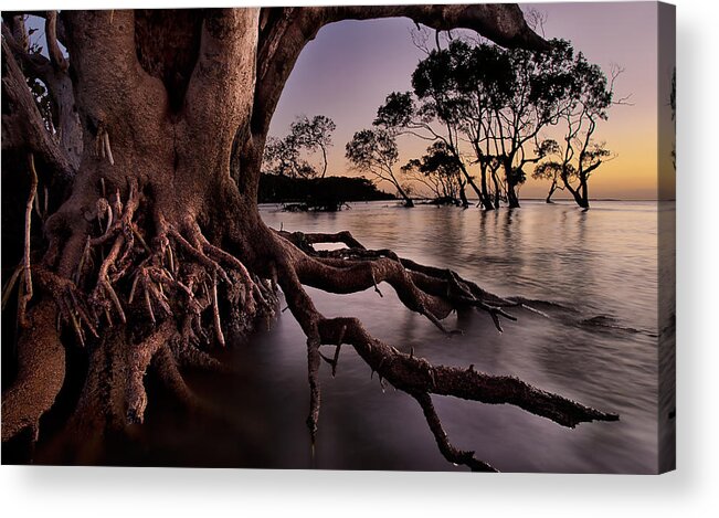 2012 Acrylic Print featuring the photograph Mangrove Roots by Robert Charity