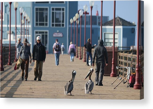 Wild Acrylic Print featuring the photograph Morning Stroll by Christy Pooschke