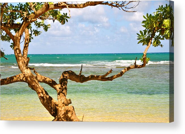 Tree Acrylic Print featuring the photograph Ocean Breeze by Sue Morris
