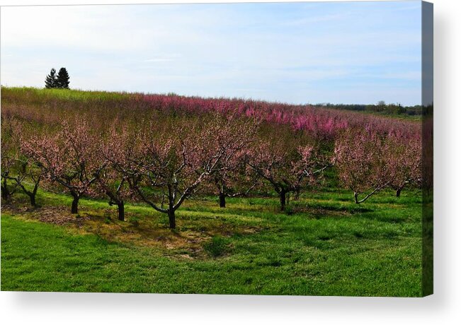 Cherries Acrylic Print featuring the photograph Orchard in Spring ll by Michelle Calkins