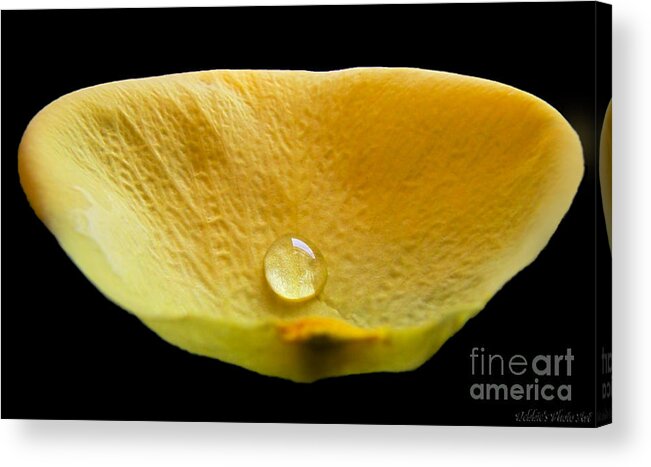 Nature Acrylic Print featuring the photograph Pearl in a petal by Debbie Portwood