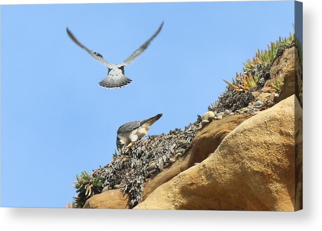 Peregrine Acrylic Print featuring the photograph Peregrine Falcons - 2 by Christy Pooschke