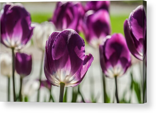 Purple Acrylic Print featuring the photograph Perfect Purple Poster by Jim Moore