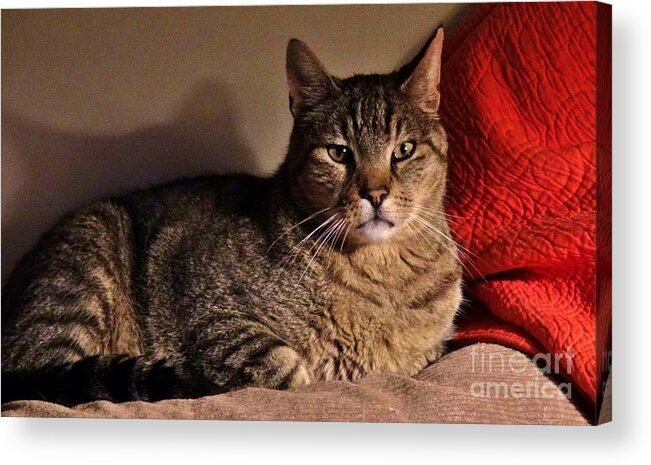 Animal Acrylic Print featuring the photograph Pet Portrait - Max the Cat by Laura Wong-Rose