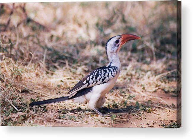 Red-billed Hornbill Acrylic Print featuring the photograph Red-billed Hornbill by Belinda Greb