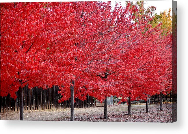 Red Leaves Leaf Tree Fall Colors Row Line Chico Ca Acrylic Print featuring the photograph Red Tree Line by Holly Blunkall