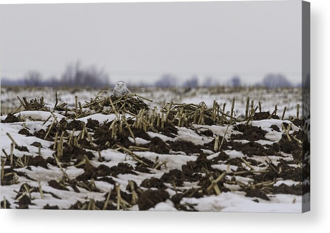 Snowy Owl (bubo Scandiacus) Acrylic Print featuring the photograph Resting Snowy Owl by Thomas Young