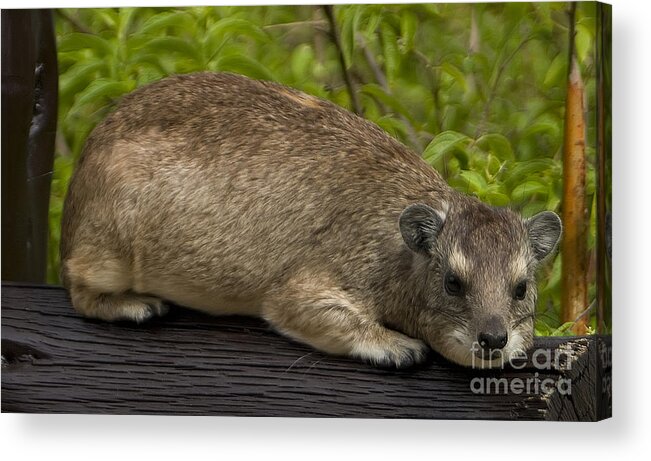 Procavia Capensis Acrylic Print featuring the photograph Rock Hydrax  #8362 by J L Woody Wooden
