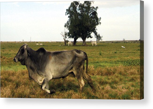 My Digital Artwork/photograph Is Made With A Digital Camera And A Mac Computer.the Cow Is Shown As She Starts To Run Away. Acrylic Print featuring the painting Running Cow by Kyra Belan