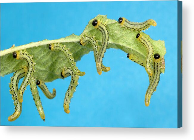 Insect Acrylic Print featuring the photograph Sawfly Larvae by Nigel Downer