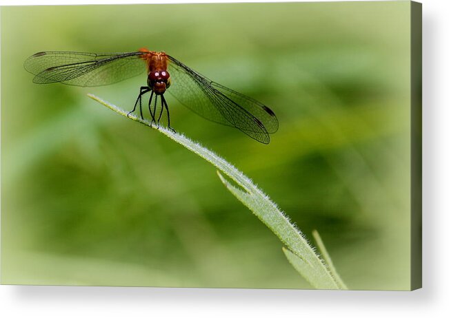 Dragonfly Acrylic Print featuring the photograph Simple Pleasures of Nature by Rosanne Jordan