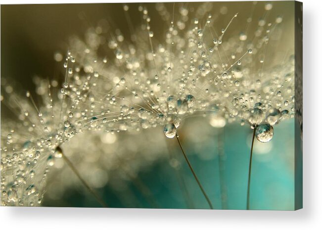 Dandelion Acrylic Print featuring the photograph Smokey Blue by Sharon Johnstone