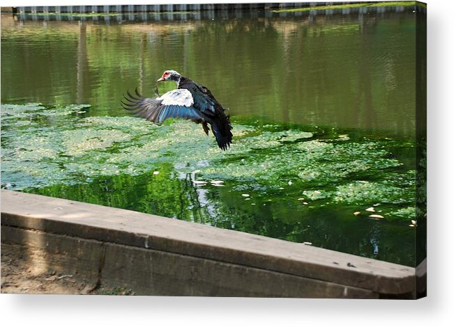 Nature Acrylic Print featuring the photograph Soft landing by Barry Bohn