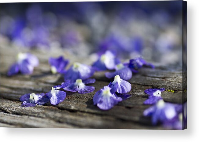 Floral Acrylic Print featuring the photograph Spent by Priya Ghose