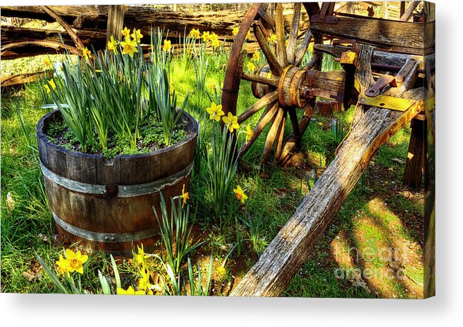 Daffodil Hill Acrylic Print featuring the photograph Spring Time by Paul Gillham