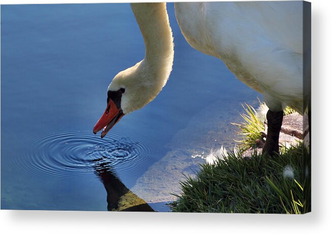 Swan Acrylic Print featuring the photograph Swan Song by Cathy Donohoue