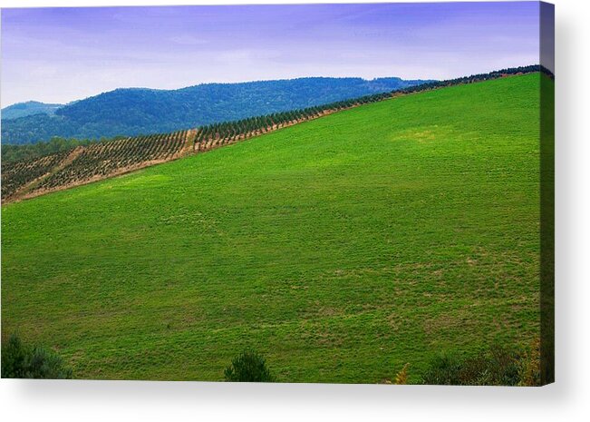 Christmas Tree Farm Photo Acrylic Print featuring the photograph The Christmas Trees by Bob Pardue