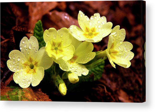 Flower Card Acrylic Print featuring the photograph Then it was Spring 2 by Charles Lupica