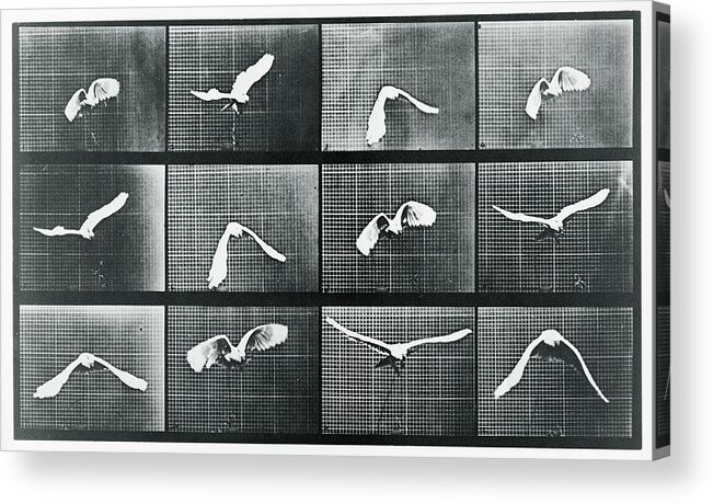 Bird Acrylic Print featuring the mixed media Time Lapse Motion Study Bird Monochrome by Tony Rubino