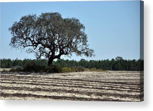 Field Acrylic Print featuring the photograph Tree in Plowed Field by Randi Kuhne