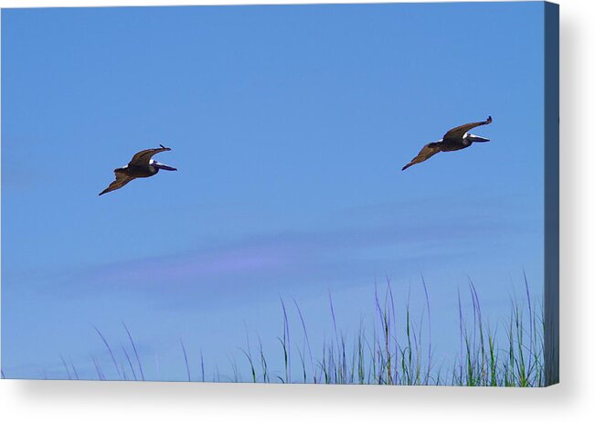 Pelican Acrylic Print featuring the photograph Two Pelicans in Flight 2 by Cathy Lindsey